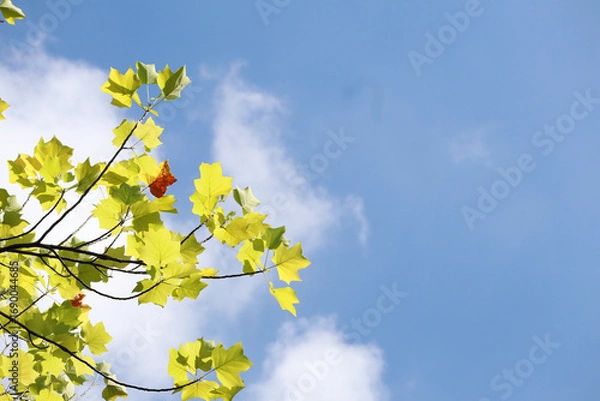 Obraz 青空とユリノキ　バックグラウンド