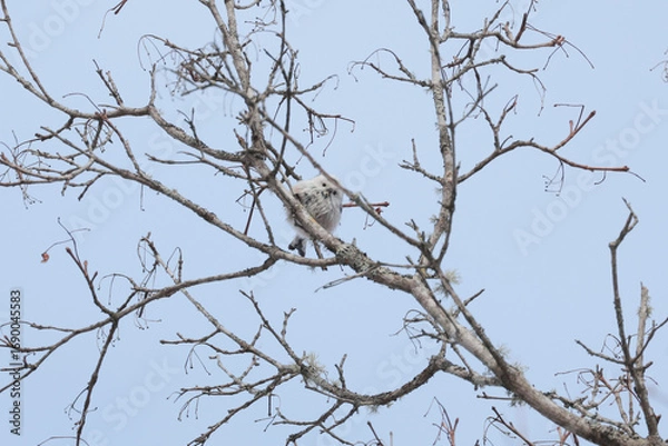 Obraz 小枝の間を飛び回るシマエナガ