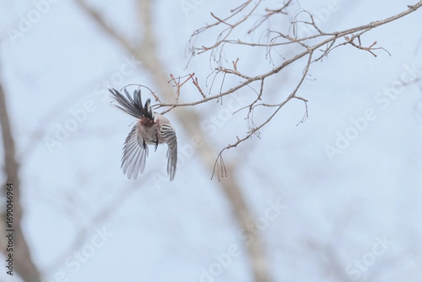 Obraz 小枝の間を飛び回るシマエナガ