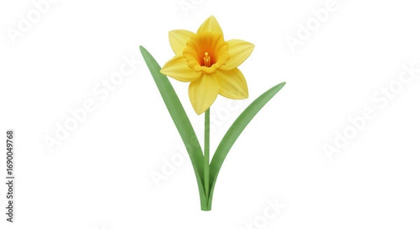 Fototapeta Single yellow daffodil flower isolated on transparent background