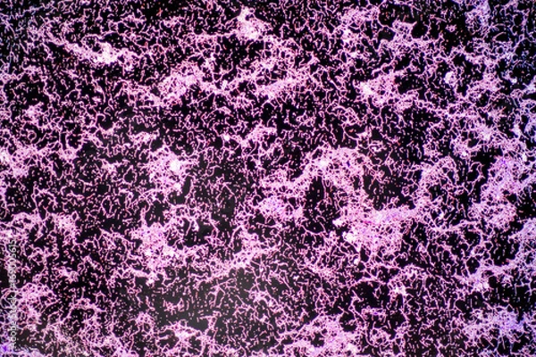 Fototapeta Bacillus is a genus of gram-positive, rod-shaped bacteria and a member of the phylum Firmicutes. 