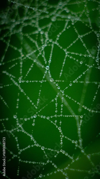 Fototapeta spider web with dew drops