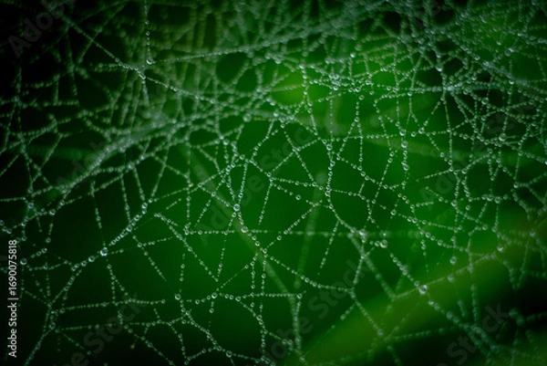 Fototapeta spider web with dew drops