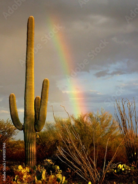 Fototapeta Cactus in front of a rainbow