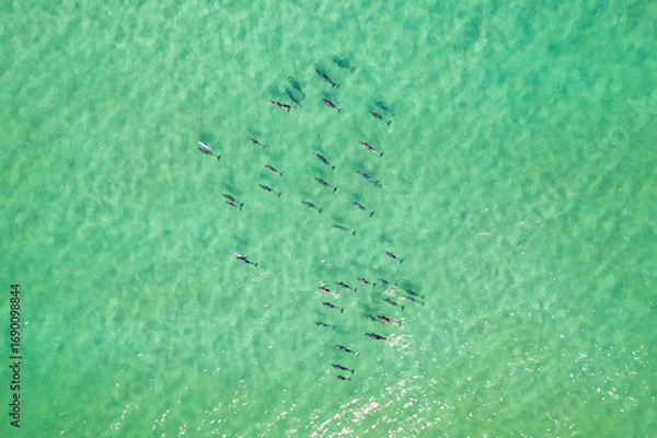 Fototapeta Large pod of dolphins surface for air off the coast of Fingal Head with the Gold Coast skyline in the background, northern New South Wales, Australia
