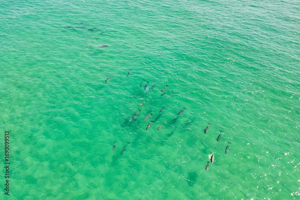 Fototapeta Large pod of dolphins surface for air off the coast of Fingal Head with the Gold Coast skyline in the background, northern New South Wales, Australia