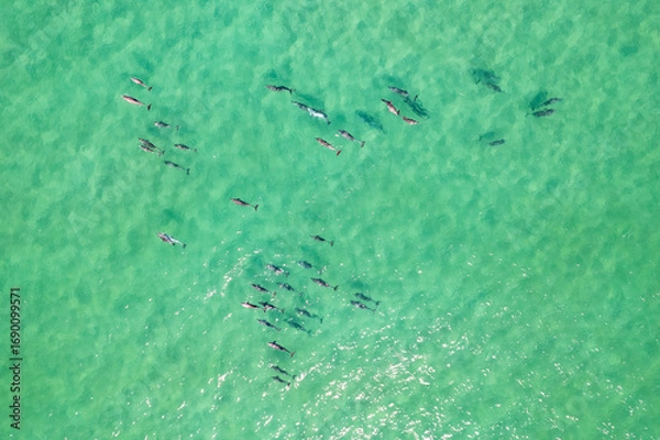 Fototapeta Large pod of dolphins surface for air off the coast of Fingal Head with the Gold Coast skyline in the background, northern New South Wales, Australia
