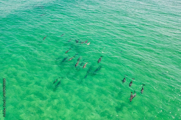 Fototapeta Large pod of dolphins surface for air off the coast of Fingal Head with the Gold Coast skyline in the background, northern New South Wales, Australia