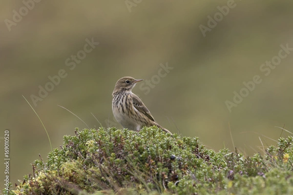 Fototapeta meadow pipit