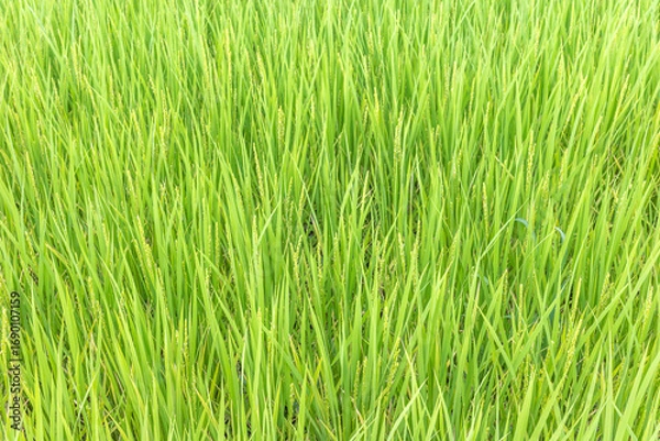 Fototapeta 稲が実り始めた田圃の風景