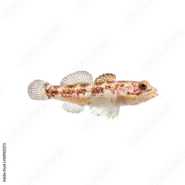 Obraz Detailed Close-up of a Round Goby (Neogobius melanostomus) Fish on Black Background