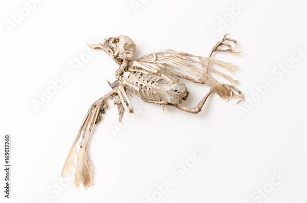 Fototapeta bird skeleton