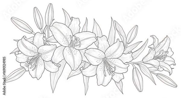 Fototapeta Elegant line art illustration of a garland of lilies with leaves, isolated on transparent background