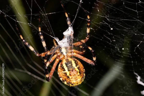 Fototapeta a wasp spider with prey in its web