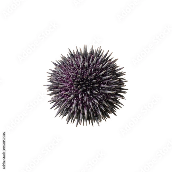 Obraz Close-up of a Purple Sea Urchin with Sharp Spines on Black Background