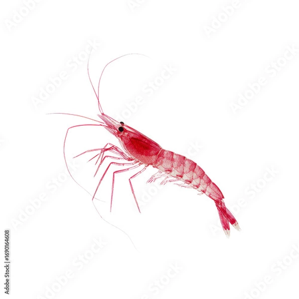 Obraz Single Red Shrimp on Black Background - High-Resolution Seafood Image