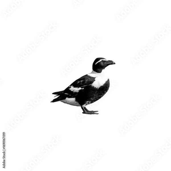 Obraz Razorbill Auk Black and White Bird on Black Background