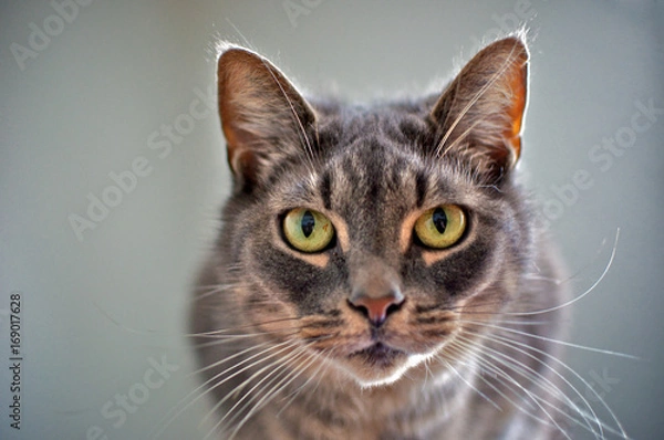 Obraz Intense looking cat