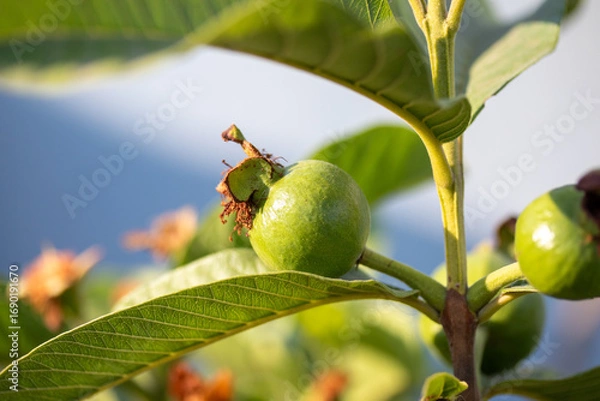 Fototapeta small guava tree with raw fruit