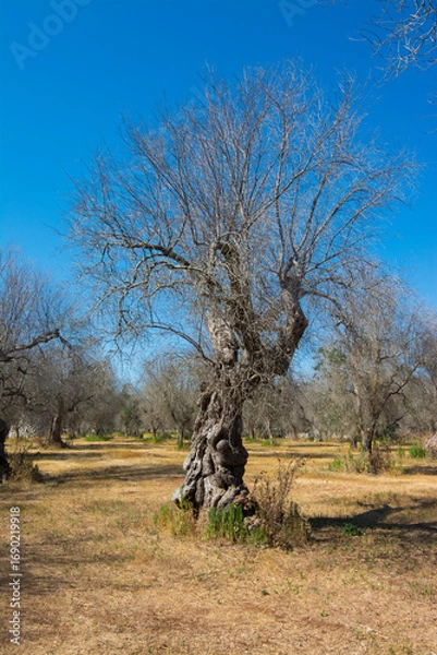Fototapeta Infested olive trees (bacterium Xylella Fastidiosa), Salento, Puglia, Italy