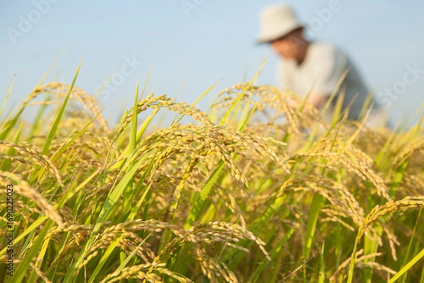Obraz 収穫前の稲を見る男性