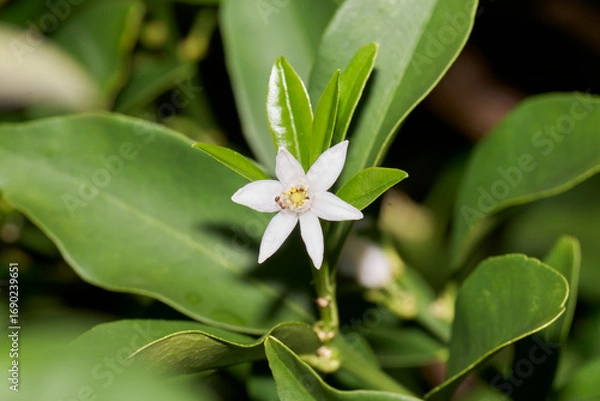 Fototapeta 金柑の白い花にいる蟻