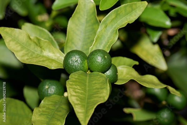 Fototapeta 金柑の緑の実