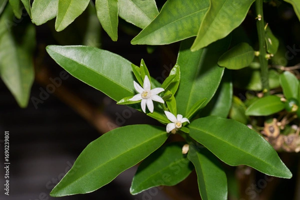 Fototapeta 金柑の白い花