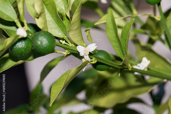 Fototapeta 金柑の緑の実と白い花