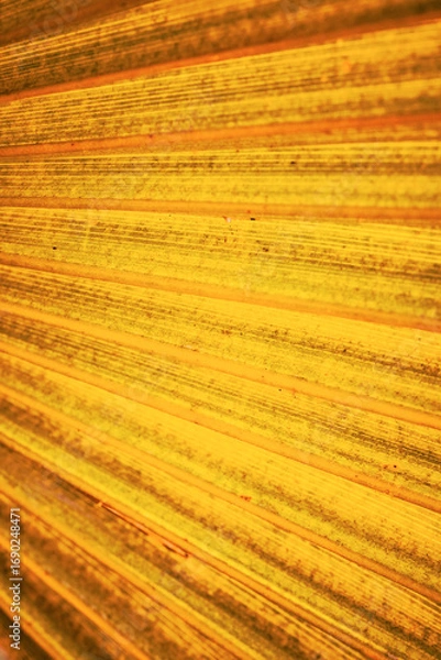 Obraz abstract background with lines