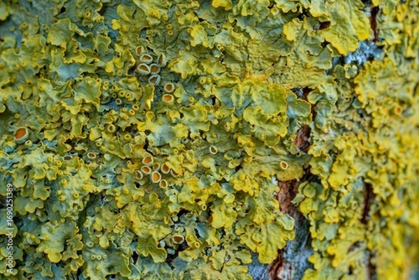 Obraz lichen on tree bark