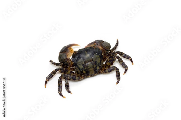 Obraz イソガニ　白バック