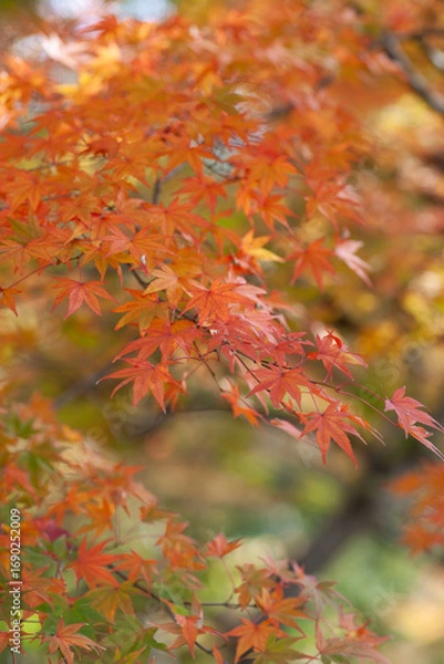 Fototapeta 京都の紅葉
