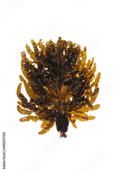 Fototapeta ワカメ　食材　白バック