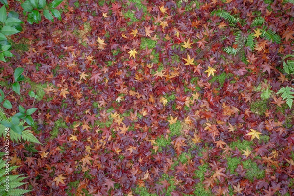 Fototapeta 京都光悦寺の紅葉