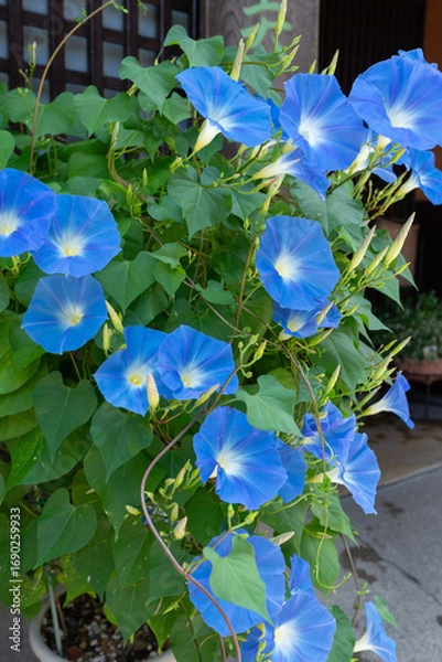 Fototapeta 真夏の岐阜県高山市のアサガオ