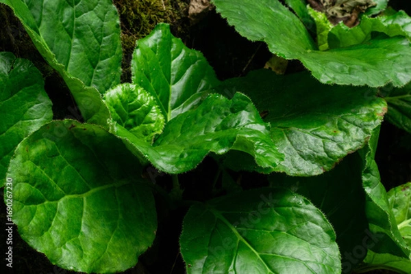 Obraz medicinal plant Pashanbhed or Bergenia ligulata