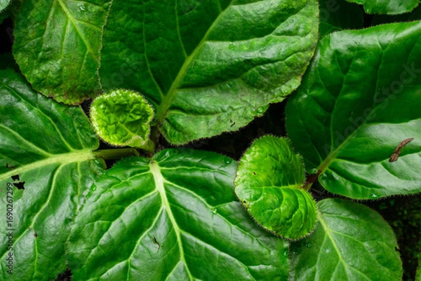 Obraz medicinal plant Pashanbhed or Bergenia ligulata