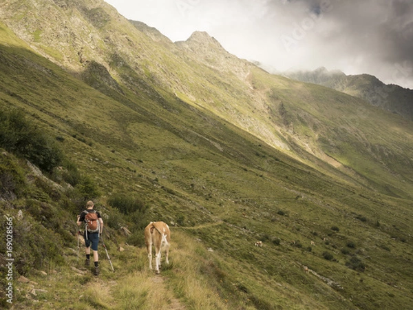 Fototapeta Hiking encountering a cow on an alpine track along a green mountain side