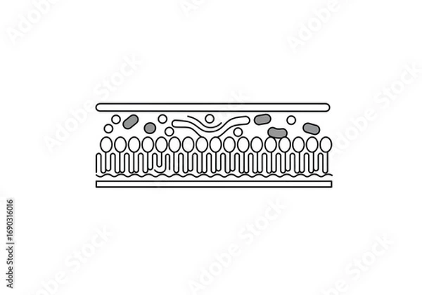 Fototapeta Cell membrane drawing. A line art sketch of fluid mosaic model of a cell membrane, a vital biological barrier composed of a phospholipid bilayer. Vector sketch line art draw.