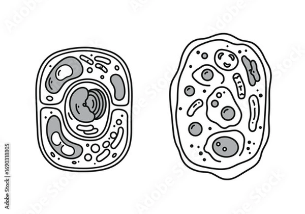 Fototapeta Animal and plant cell drawing. It is a line art diagram illustrating the basic structures of an animal cell and a plant cell, highlighting key organelles and differences. Vector sketch line art draw.