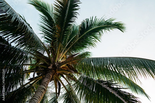 Fototapeta Palm Tree in Borneo