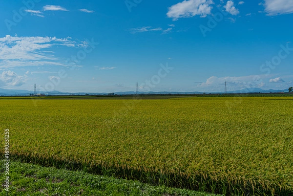 Obraz 夏の北海道の広大な田園風景
