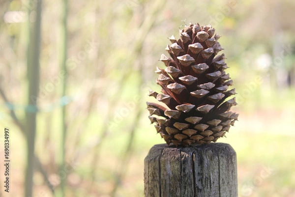 Obraz 柵の上の大きな松ぼっくり 公園 植物 芝生