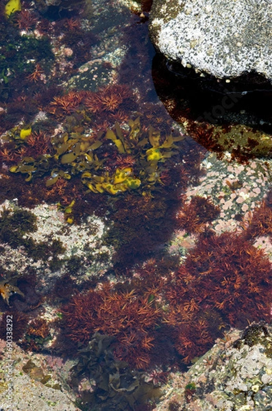 Fototapeta 潮溜りの海藻　潮だまり　タイドプール