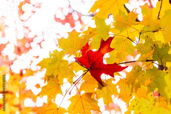 Fototapeta beautiful Maple tree background