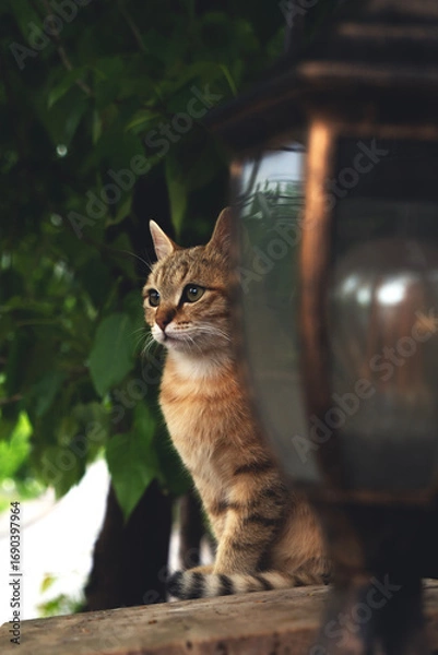 Obraz cat on the fence