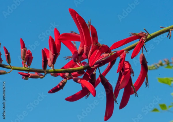 Fototapeta Erythrina herbacea L