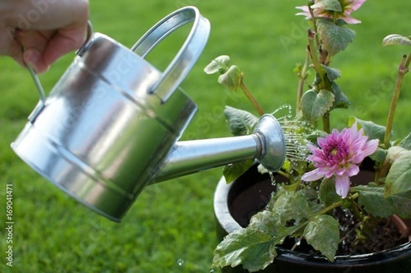 Obraz water pouring flowers
