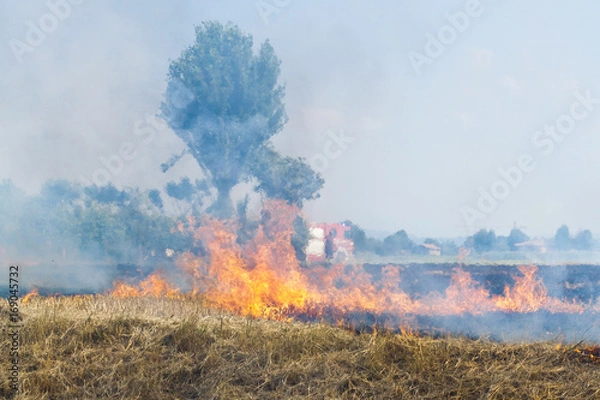 Fototapeta Fireman at Work close to a Wheat field in flames Blackened and completely burnt